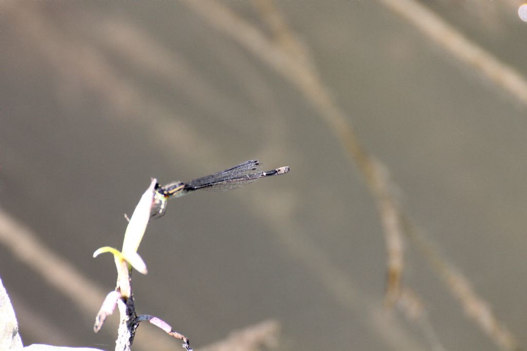 Ischnura elegans femmina